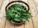 Nourriture sauvage - Savourez la nature !_Bellevaux