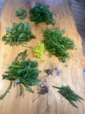 Discovering the wild plants of the Brevon Valley_Bellevaux