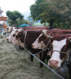 vaches
