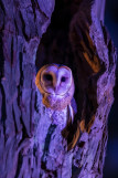 La Nuit des Musées_Bellevaux