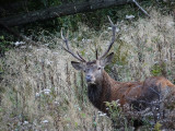 Le brame du cerf_Habère-Lullin