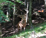 Le brame du cerf_Habère-Lullin - © Eric Mouchet - OT Alpes du Léman Le brame du cerf_Habère-Lullin