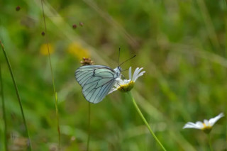 Biodiversité d’Habère-Lullin_Habère-Lullin
