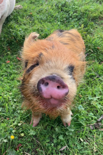 le petit cochon de la ferme