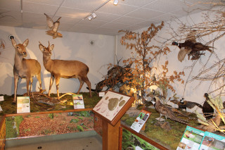Animaux de montagne