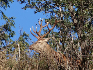 Le brame du cerf