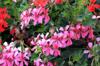 Vente de plantes et plantons