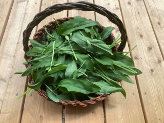 Nourriture sauvage - Savourez la nature !_Bellevaux