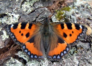 Sortie Papillons_Bellevaux