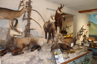 Journées Européennes du Patrimoine - Visite du Musée de la Faune_Bellevaux