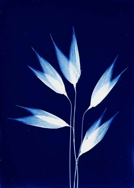 Le Cyanotype, un tableau original