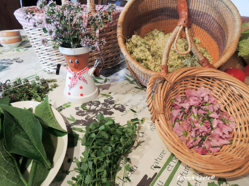 Journée cueillette et cuisine des plantes