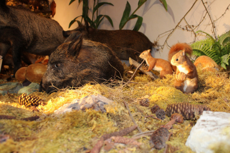 Journées Européennes du Patrimoine - Visite du Musée de la Faune_Bellevaux