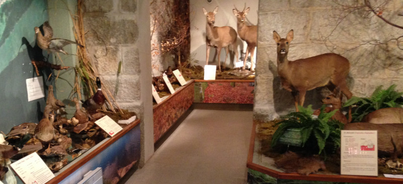 Chevreuils et autres animaux