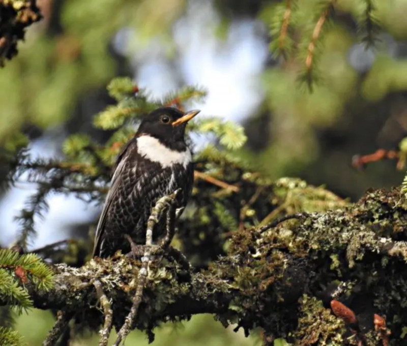 Oiseaux de Montagne_Bellevaux