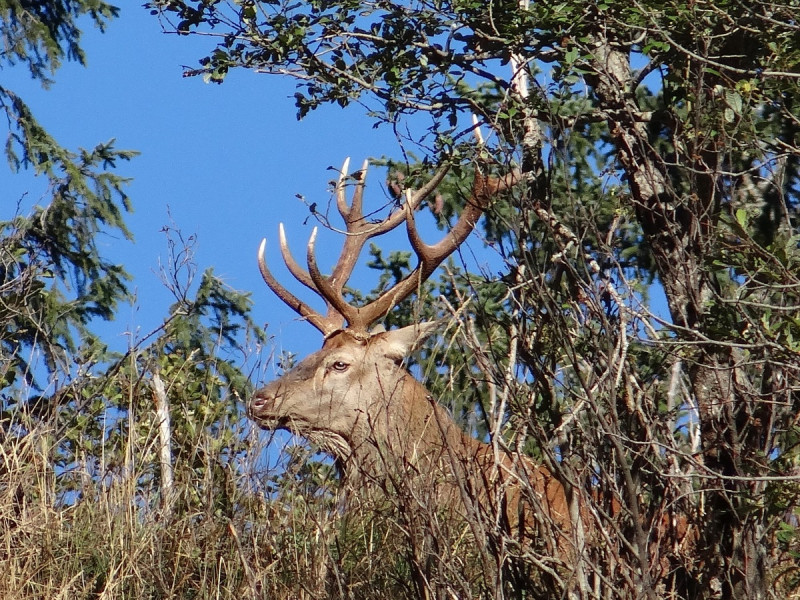 Le brame du cerf