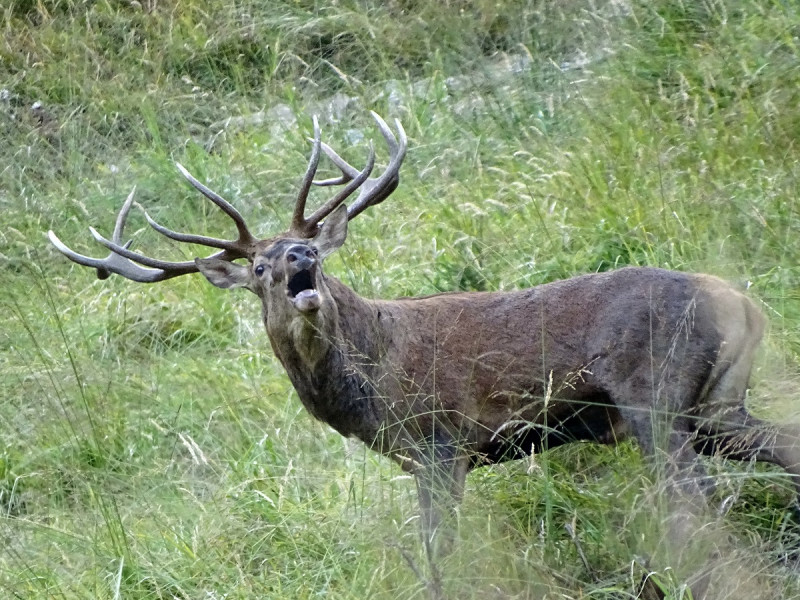 Le brame du cerf