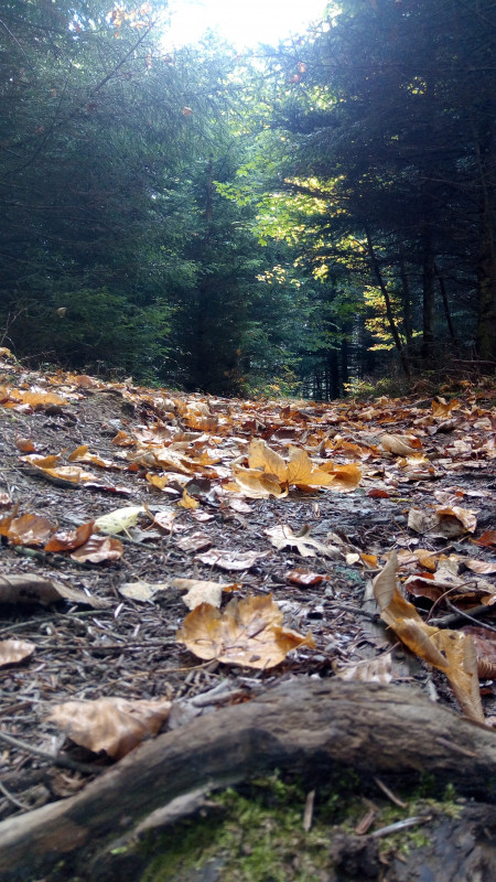 Les murmures de la forêt