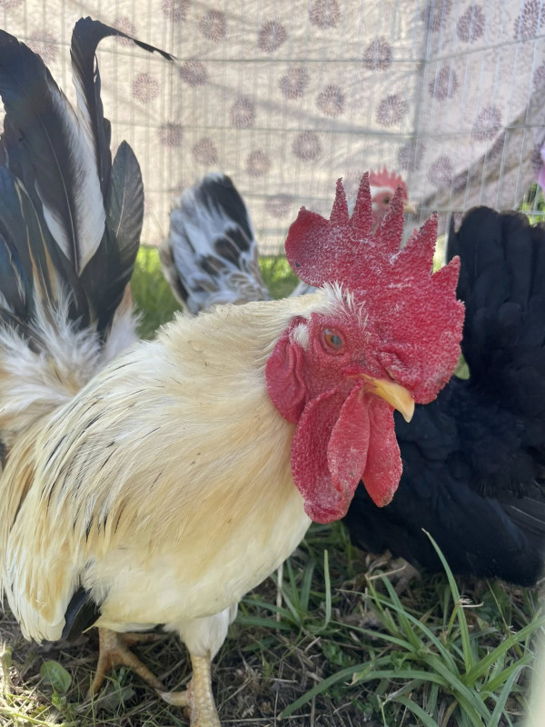 Parenthèse à la ferme_Lullin