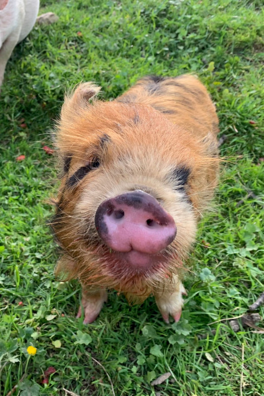 petit cochon de la fermer