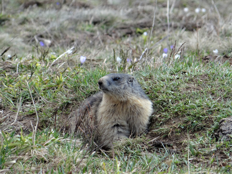 Réveil de la marmotte - © OT ADL / E. Mouchet Réveil de la marmotte