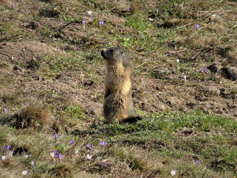 Le réveil de la marmotte - © OT ADL / E. Mouchet Le réveil de la marmotte