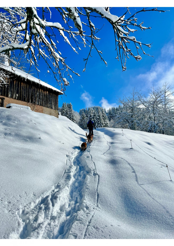 cani-rando raquettes