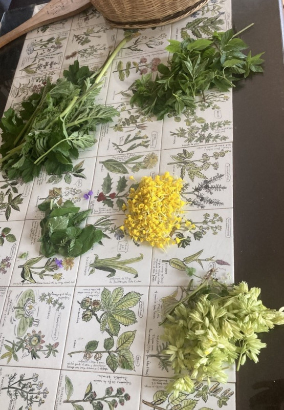 Cueillette de plantes sauvages