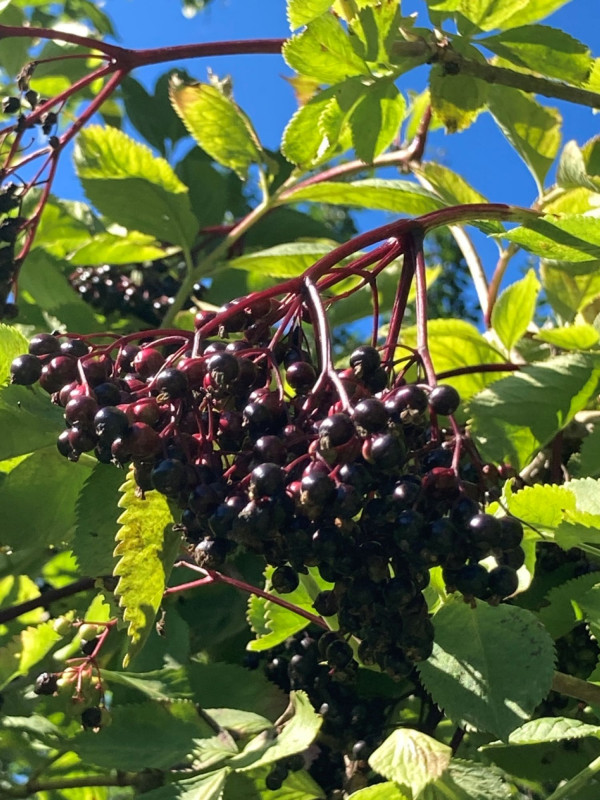 Nourriture sauvage - Savourez la nature !_Bellevaux