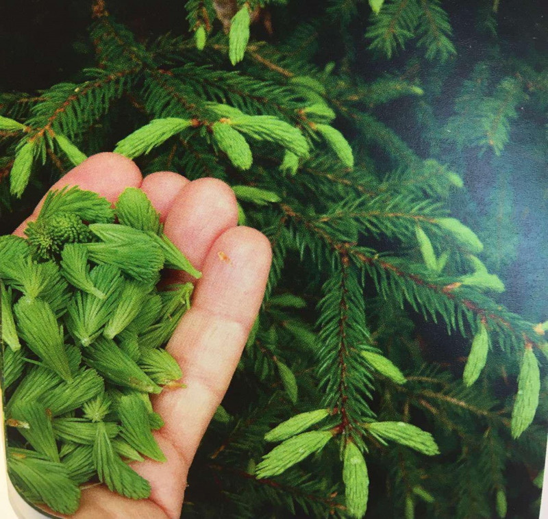 bourgeons d'épicéa bourgeons d'épicéa