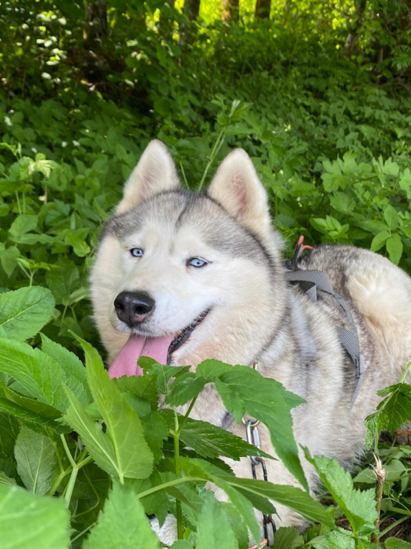 Les Ateliers du Parc Nordique Les Ateliers du Parc Nordique