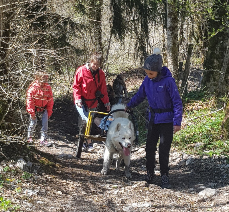 Sulky attelé Sulky attelé