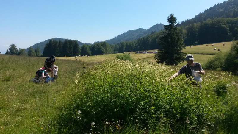 Randonnée Florale sur le plateau des Moises_Habère-Poche Randonnée Florale sur le plateau des Moises_Habère-Poche