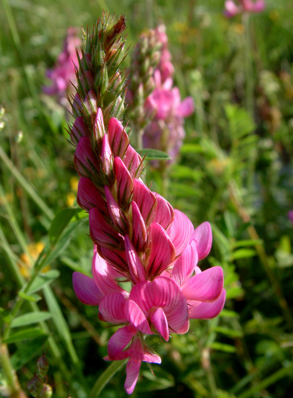 Randonnée Florale sur le Plateau des Moises Randonnée Florale sur le Plateau des Moises