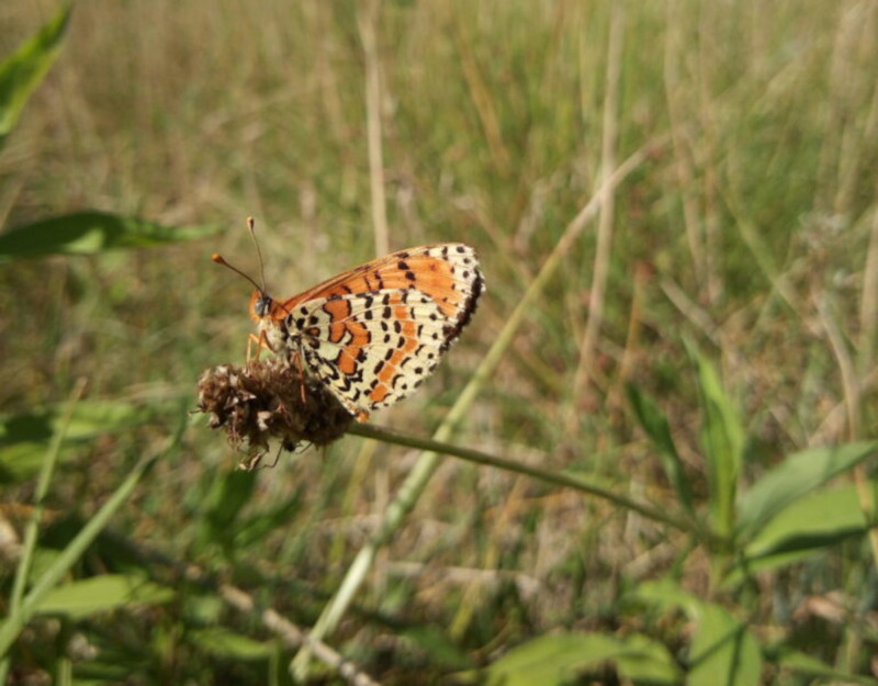 Oiseaux, papillons et insectes_Vailly