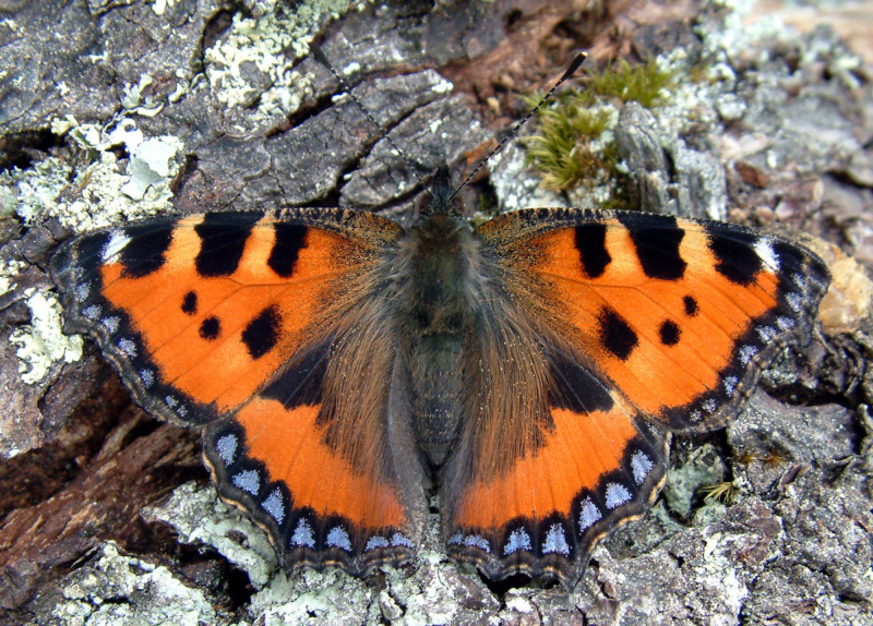 Sortie Papillons_Bellevaux - © OT ADL - VS Sortie Papillons_Bellevaux