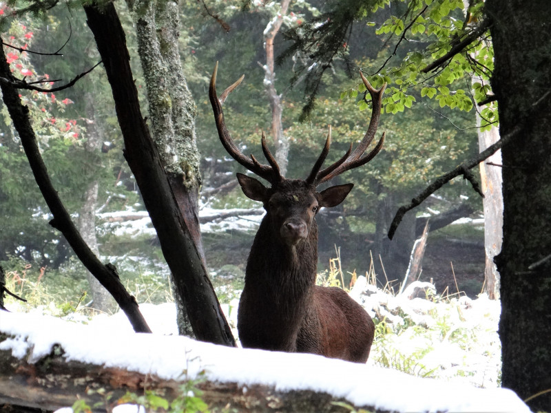 Le brame du cerf_Habère-Lullin Le brame du cerf_Habère-Lullin