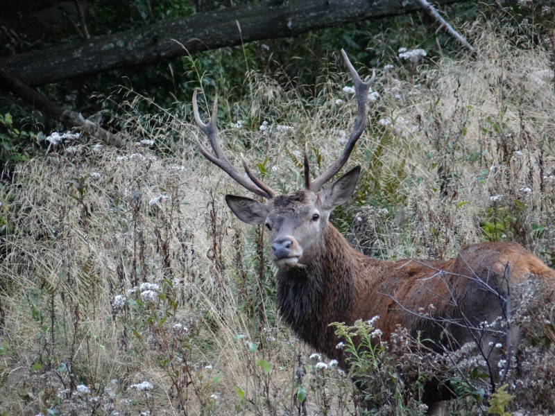 Le brame du cerf_Habère-Lullin Le brame du cerf_Habère-Lullin
