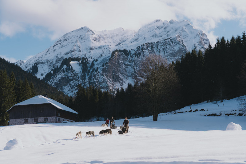 Sled dogs_Bellevaux - © Sixtine Voisin - OT Alpes du Léman Sled dogs_Bellevaux