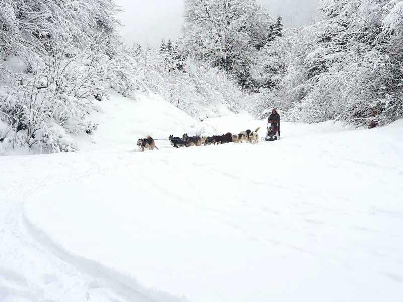 Sled dogs_Bellevaux - © Traineaux passion -Parc nordique Sled dogs_Bellevaux