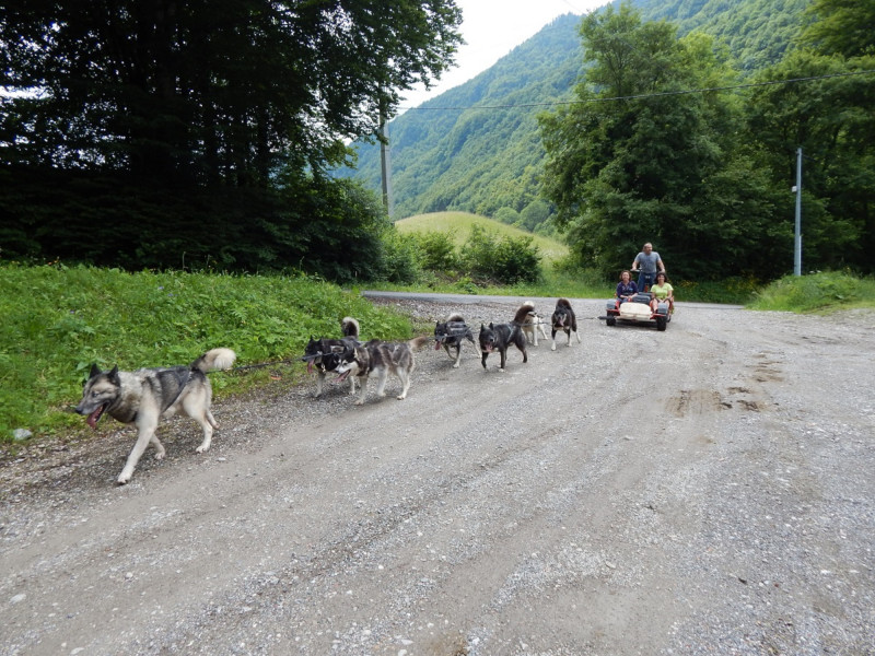 Cani-kart Cani-kart