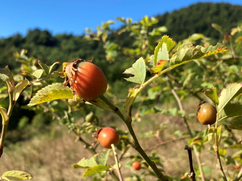 Discovering the wild plants of the Brevon Valley_Bellevaux