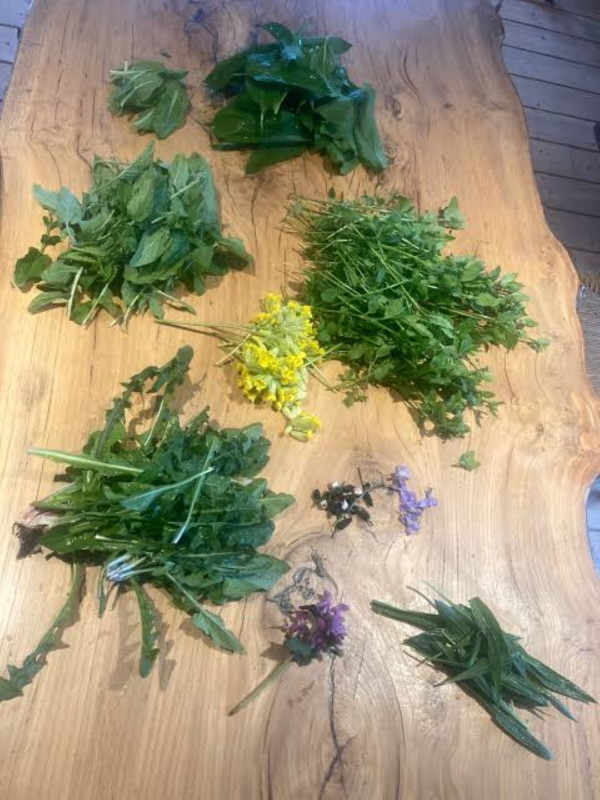Discovering the wild plants of the Brevon Valley_Bellevaux