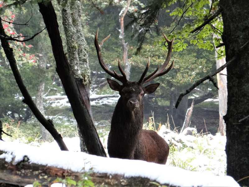 Le brame du cerf_Habère-Lullin - © Eric Mouchet - OT Alpes du Léman Le brame du cerf_Habère-Lullin