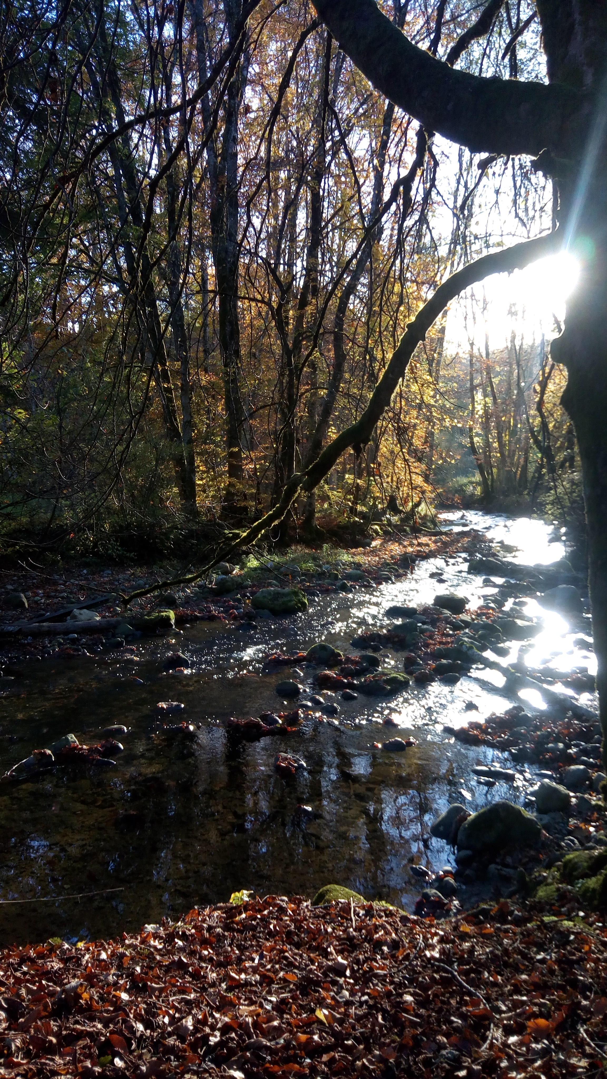 Sentier le long de la Menoge